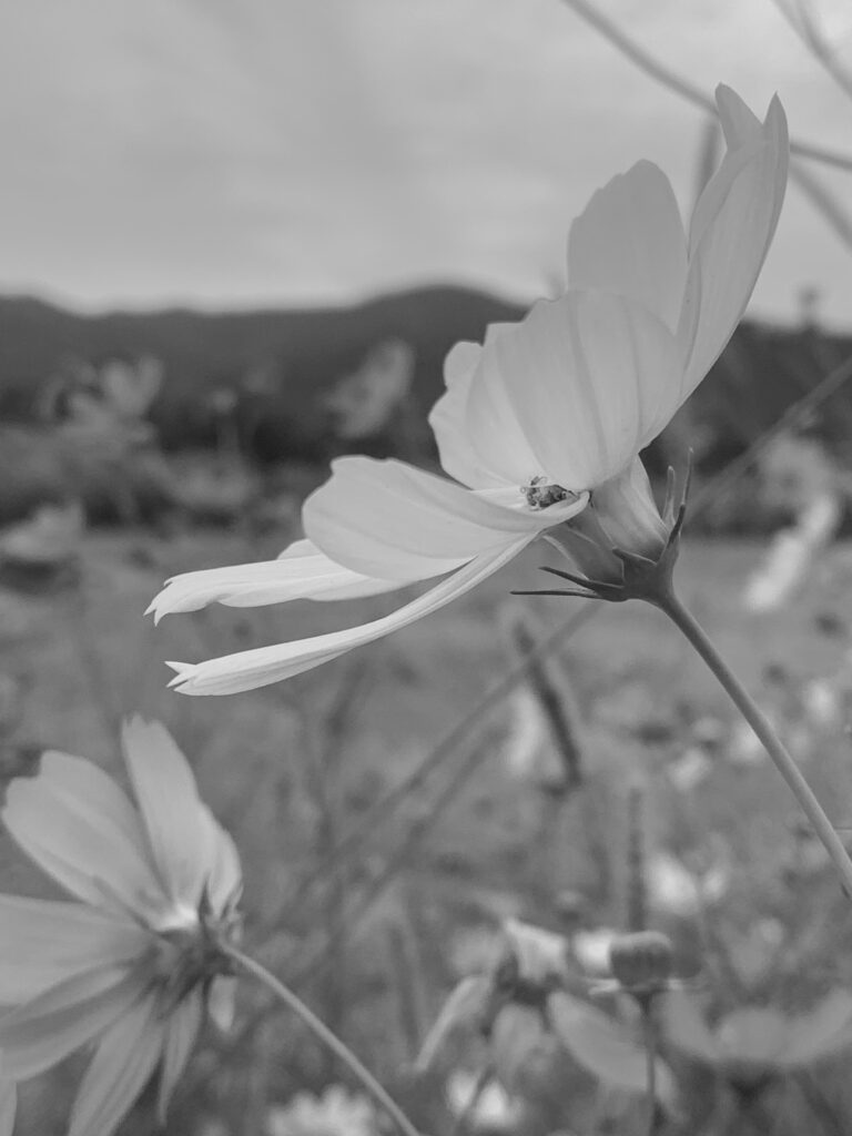 Flower_2