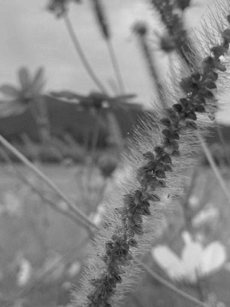 Flower_3